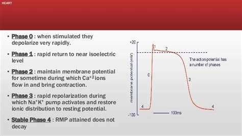 electrophysiology near occidental|The Future of Physiology: Cardiac Electrophysiology .